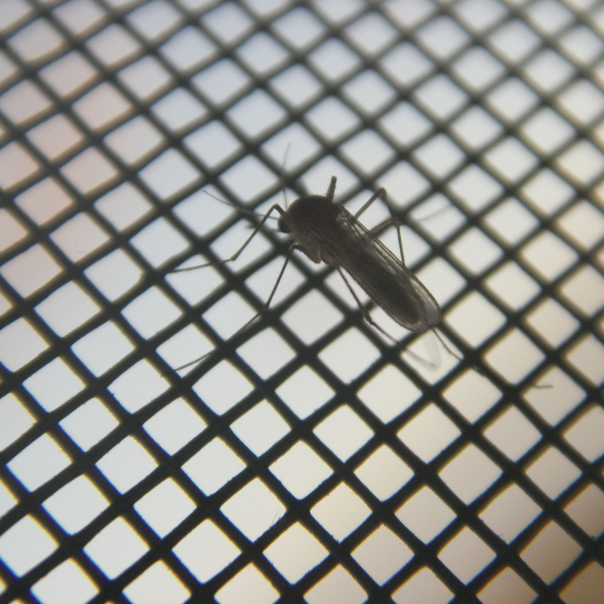 Moustiquaire Magnétique Anti-Insectes